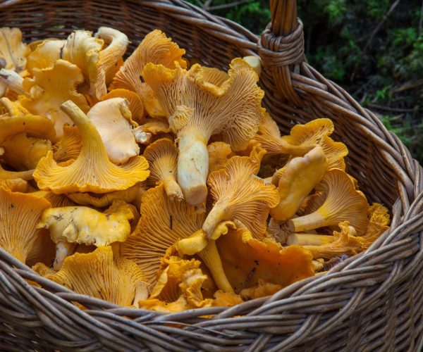 Panier rempli de girolles fraichement récoltées pour les plats du restaurant La Table de 3 à Bordeaux